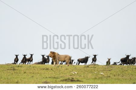 Male Lion In A Savannah With Wildebeest And Zebra Herd In Masai Mara Game Reserve, Kenya