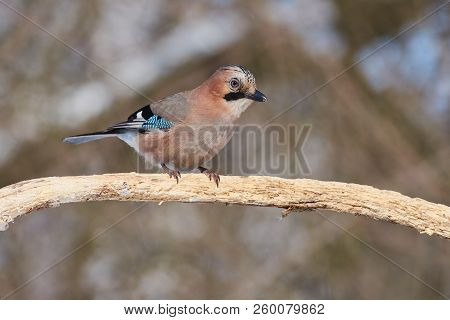 Eurasian Jay (garrulus Glandarius) Posing, Sitting On A Branch, In The Forest.