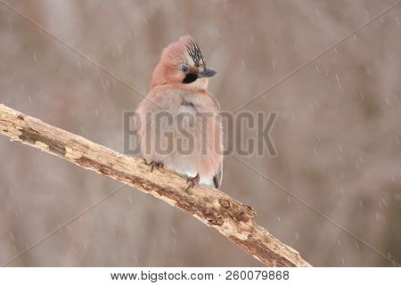 Eurasian Jay (garrulus Glandarius) Sits On A Branch, Lifting A Crest Under A Falling Snow.