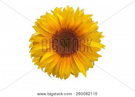 Sunflower Summer Flower Close-up. Agroculture And Harvest.