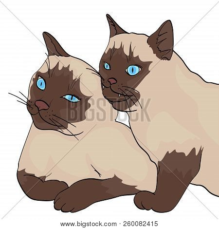 Isolated Object On White Background, Summer Color. Two Cats, The Animal Bites The Other. Siberian Br