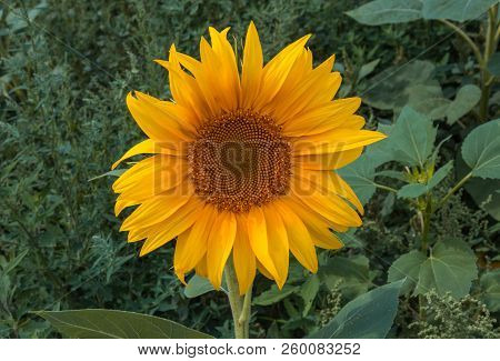 Sunflower Summer Flower Close-up. Agroculture And Harvest.