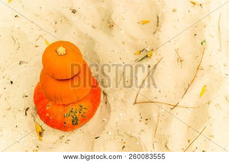 Pumpkin In Nature. Autumn Holiday Harvest Festival Halloween. Day Of The Dead. Hallowmas