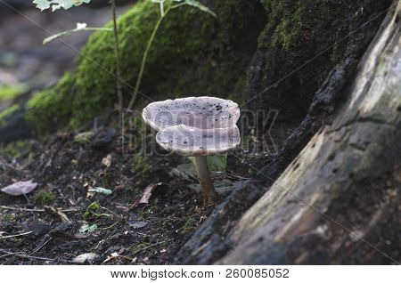 Deer Mushroom (pluteus Cervinus) Near A Birch Tree Stump