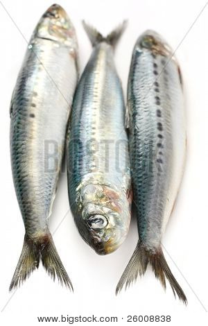 sardina giapponese, giapponese sardella