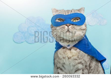 Scottish Cat Superhero In A Mask And Raincoat