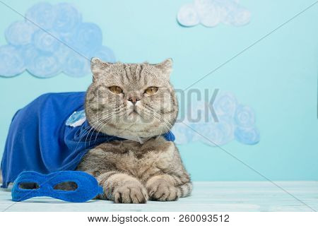 Superhero Cat, Scottish Whiskas With A Blue Cloak And Mask. The Concept Of A Superhero, Super Cat, L