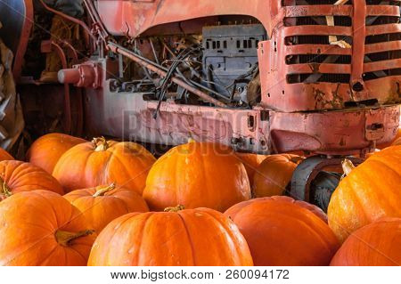 Large Orange Halloween Thanksgiving Pumpkins In Foreground, Old Red Vintage Tractor Engine In Backgr