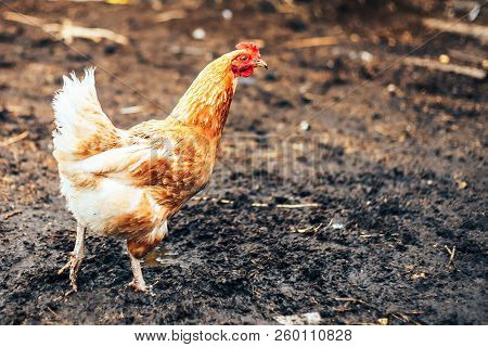 Rooster With Red Comb And Flock Of Chikens Grazing On The Ground Of Village Courtyard In Summer Sunn