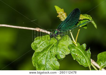 Blue Dragonfly Calopteryx Virgo. Wild And Nature.