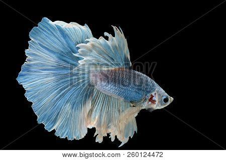 Siamese Fighting Fish Fight Blue Fish, Betta Splendens, Betta Fish, Halfmoon Betta.