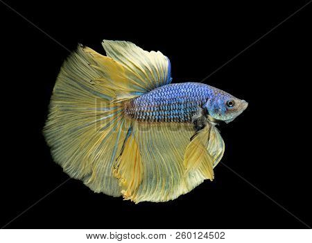Siamese Fighting Fish Fight Yellow Fish, Betta Splendens, Betta Fish, Halfmoon Betta.