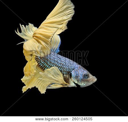 Siamese Fighting Fish Fight Yellow Fish, Betta Splendens, Betta Fish, Halfmoon Betta.