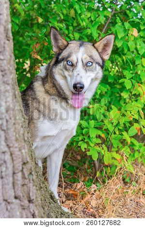 Wolfish Husky Dog Stares From Behind Tree Trunk