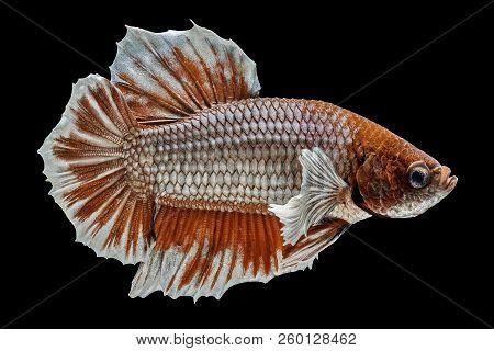 Siamese Fighting Fish Fight Red Fish, Betta Splendens, Betta Fish, Halfmoon Betta.