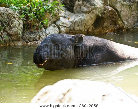 Malayan Tapir