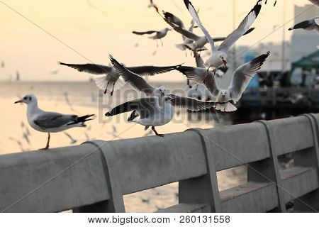 Flock Of Seagulls Standing On Stone Fence During Sunset ( Science Name Is Charadriiformes Laridae ).