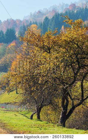 Autumn Carpathian Mountains Landscape With Multicolored Trees On Slope (rakhiv District, Transcarpat