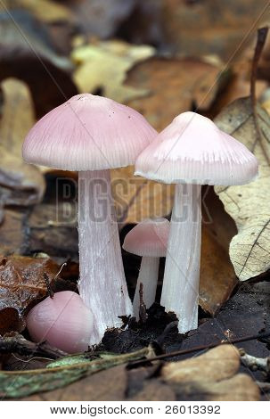 Bonnet rose champignons