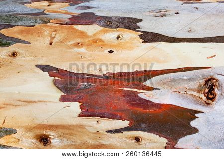 Close Up Eucalyptus Deglupta Trunk Bark Texture