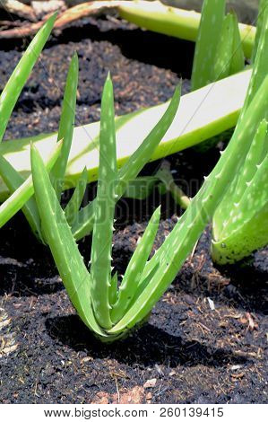 Sapling Of Aloe Vera In Flower Pot Farm For Abstract Background, Soft Focus
