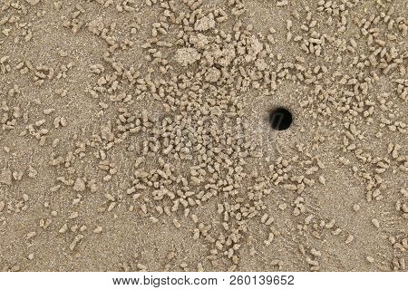 A Hole Of Hermit Crab In The Sand Sea