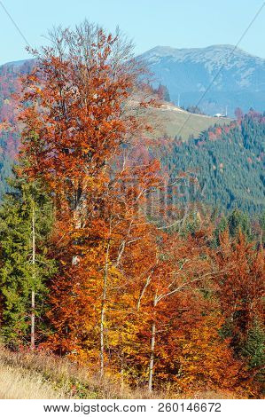 Morning Autumn Slopes (with Colorful Trees) Of Carpathians (yablunytskyj Pass, Ivano-frankivsk Oblas