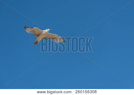 Seagull Flies With Outstretched Wings Over The Sea