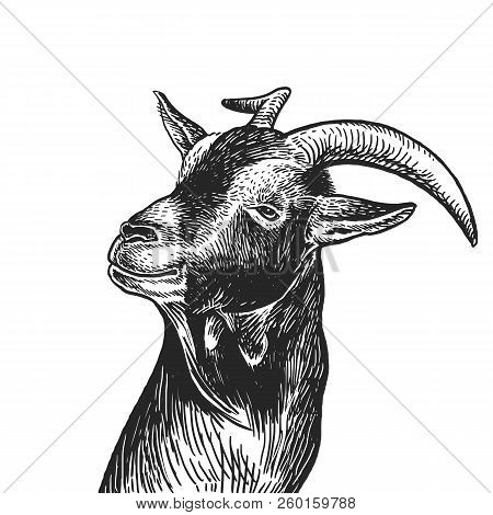 Goat. Realistic Portrait Of Farm Animal. Vintage Engraving. Vector Illustration Art. Black And White