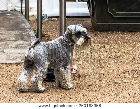 Schnauzer Puppy Dog. Miniature Gray  Schnauzer Outdoor