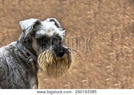 Miniature Schnauzer Gray Dog Outdoor Portrait On Grunge Background