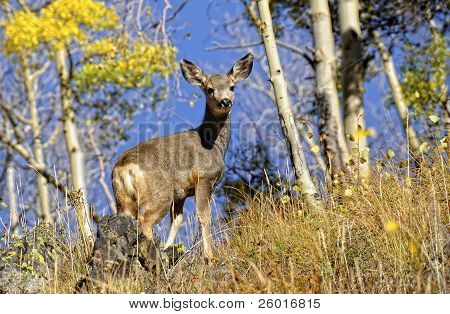 Maultierhirsch