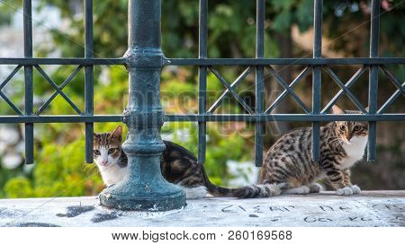 Two Colorful Cats Sitting Behind A Metal Fence On Wall