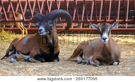 Close Up With Mouflons - Pair Of Mouflon - Wild Goats At Zoo / Mouflon Horns