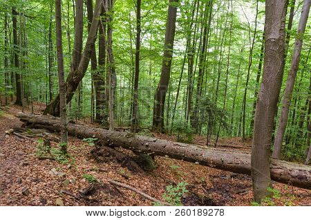 Landscape In The Backwoods Of The Forest In Spring