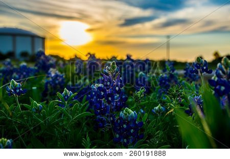Bluebonnet Field Dramatic Sunset Golden Hour Inside The Field Of Central Texas Bluebonnets Outside O