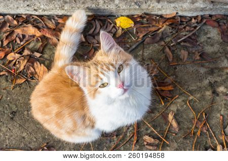 Homeless White-red Kitten Sitting On The Ground And Begging To T