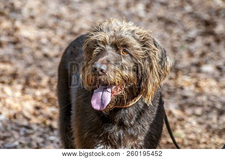 Portrait Of A German Wirehaired Pointer. Right Side View.
