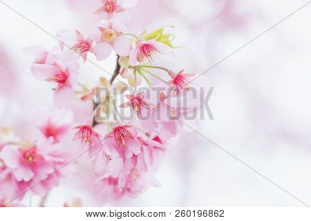 Pink Cherry Blossom(cherry Blossom, Japanese Flowering Cherry) On The Sakura Tree. Sakura Flowers Ar