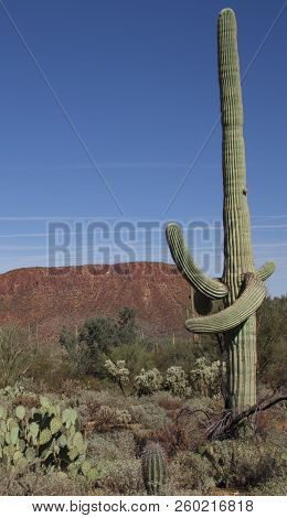 Saguaros In The Desert Arizona Mountains And Saguaros