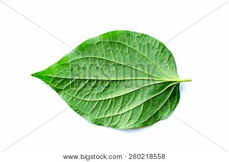 Leaves Of Wildbetal Leafbush (piper Sarmentosum Roxb) On White Isolated Background.