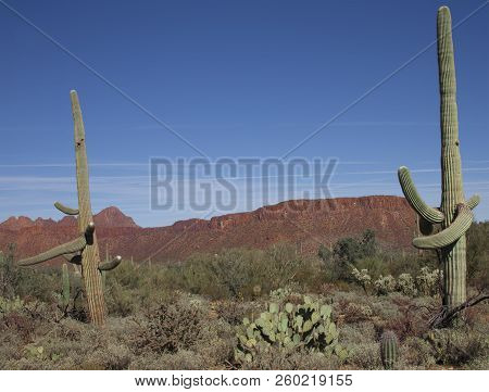 Sahuaro National Monument Mountains And Saguaro Cactus