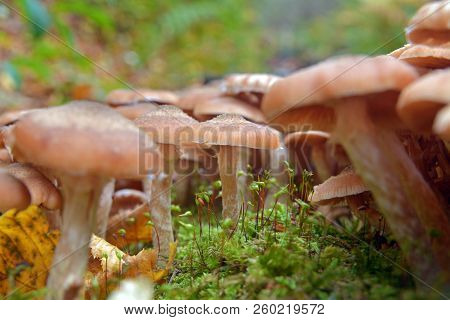 Armillaria Mellea Mushroom Cluster In The Forest, Honey Fungus