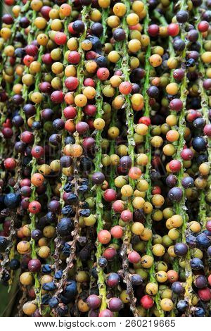 Fishtail Palm Seed, Caryota Mitis In Garden Background And Texture