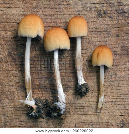 A Few Coprinus Saccharinus Mushrooms On Wood