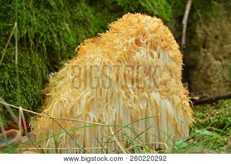Hericium Erinaceus Fungus Known As The Lion`s Mane Or Bearded Hedgehog Mushroom