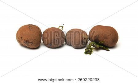 Daldinia Concentrica Known As King Alfred`s Cake, Cramp Balls And Coal Fungus