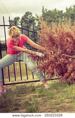 Woman Gardener Removing And Pulling Withered Dried Thuja Tree From Her Backyard. Hard Yard Work Arou