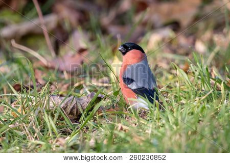 Eurasian Or Common Bullfinch (pyrrhula Pyrrhula) Sitting In Green Grass. Red Songbird, Male, With Bl