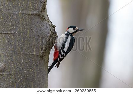 Great Spotted Woodpecker (dendrocopos Major) Perching On Beech Trunk With The Head Turned Back. Male